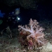 coral_soft_mal_si_h_0092_egy4120.jpg